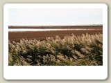 DSC_8893_In de Camargue (Frankrijk)